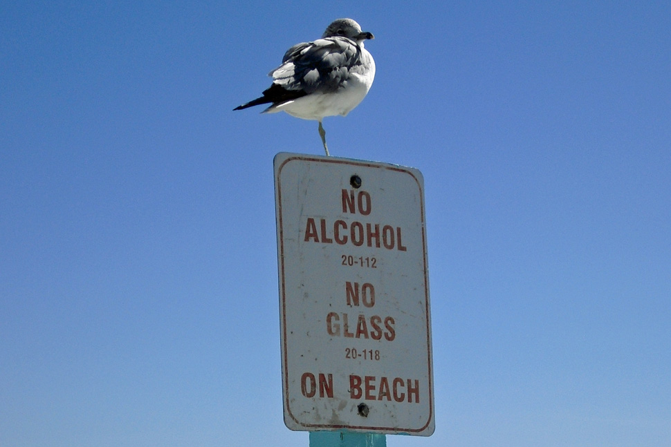 Bird-7