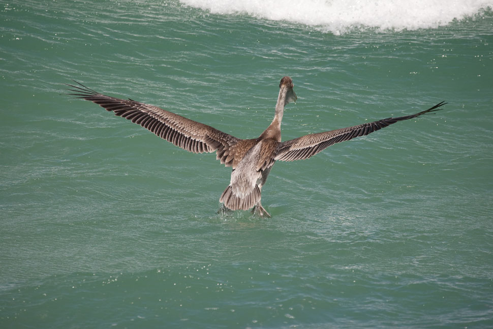Brown_Pelican_09_2019 Brown_Pelican_09_2019