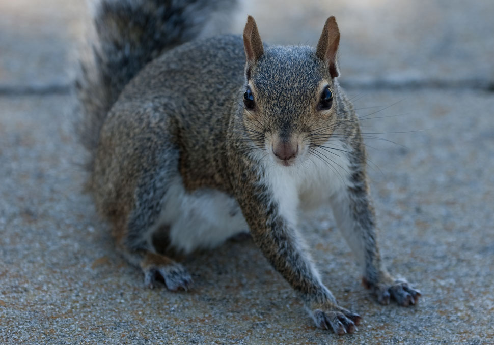 Squirrel_09_2019_2 Squirrel_09_2019_2